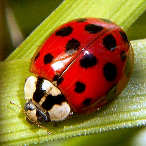 http://www.wonderofeverydaynature.com/wp-content/uploads/2012/11/Harmonia_axyridis.jpg