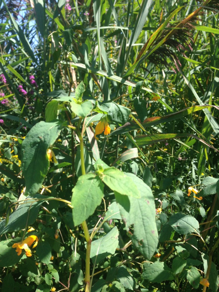 Jewelweed is in the foreground, with Phragmites and a little purple loosestrife behind it