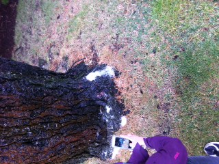 Foam at the base of a pine tree near Frost Hall, courtesy of Kate McMillan and Abby Stroven