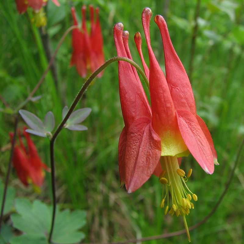 Photo by Sage Ross https://en.wikipedia.org/wiki/Aquilegia_canadensis#/media/File:Wild_Columbine.jpg